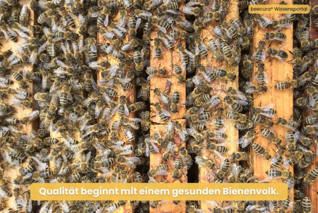 Gesundes und vitales Bienenvolk als Grundlage einer professionellen Bienenstockluft-Anwendung
